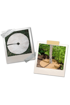Home Decors & Gardening